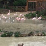 Breaking News – Beavers Spotted at Pensthorpe Natural Park