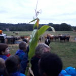 Taverham Beavers down on the farm